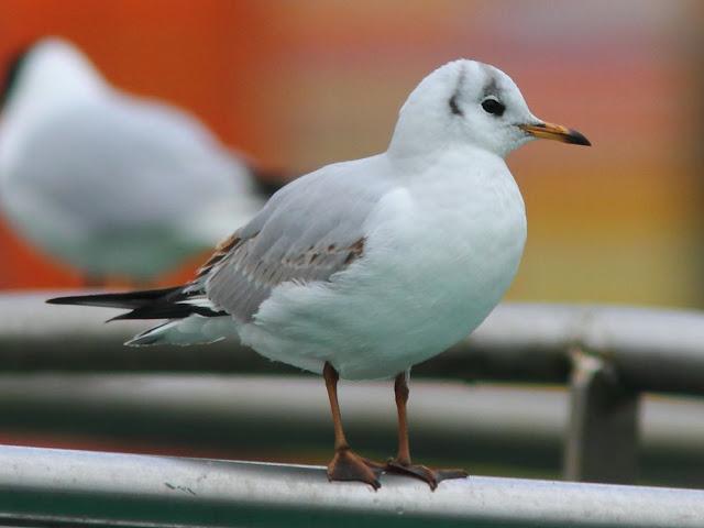 GULLS IN ONDARROA-Larus smithsonianus GULLS IN ONDARROA-Larus smithsonianus