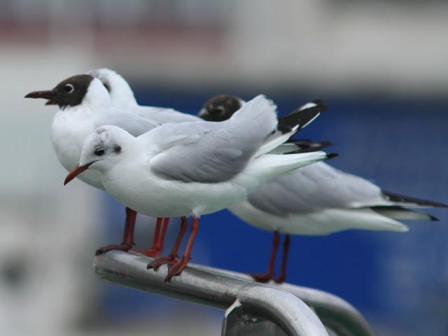 GULLS IN ONDARROA-Larus smithsonianus GULLS IN ONDARROA-Larus smithsonianus