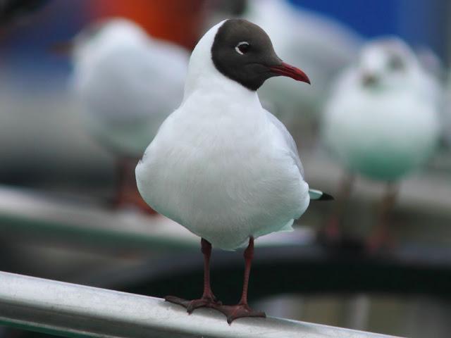 GULLS IN ONDARROA-Larus smithsonianus GULLS IN ONDARROA-Larus smithsonianus