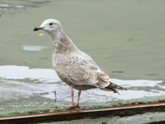 GULLS IN ONDARROA-Larus smithsonianus GULLS IN ONDARROA-Larus smithsonianus
