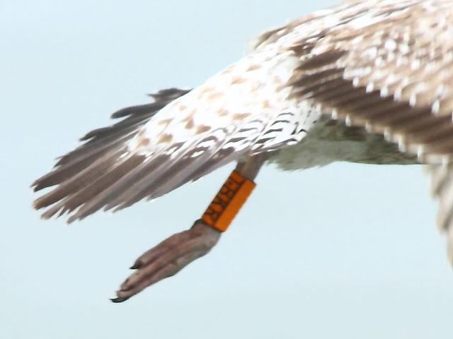 GULLS IN ONDARROA-Larus smithsonianus GULLS IN ONDARROA-Larus smithsonianus