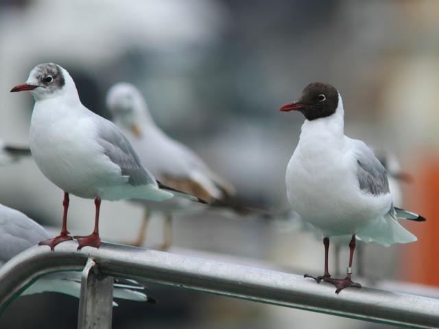 GULLS IN ONDARROA-Larus smithsonianus GULLS IN ONDARROA-Larus smithsonianus