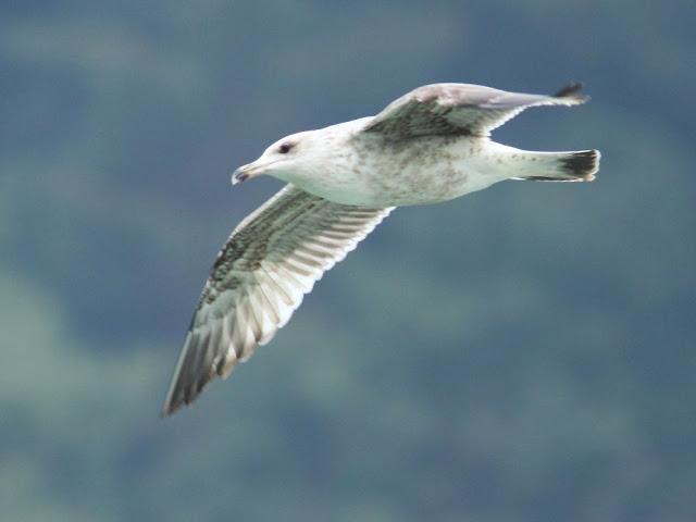 GULLS IN ONDARROA-Larus smithsonianus GULLS IN ONDARROA-Larus smithsonianus