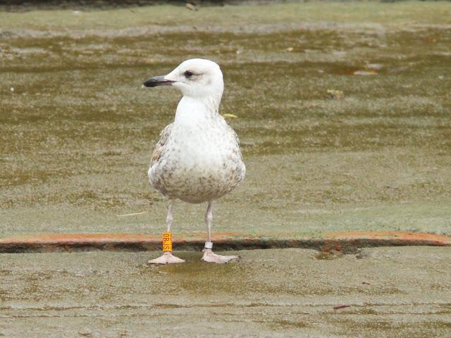 GULLS IN ONDARROA-Larus smithsonianus GULLS IN ONDARROA-Larus smithsonianus