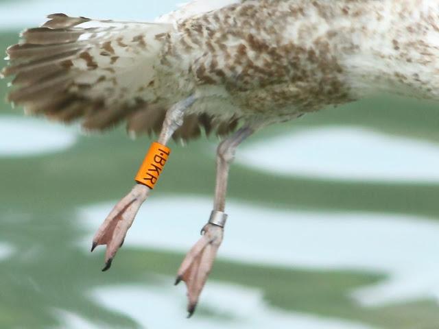 GULLS IN ONDARROA-Larus smithsonianus GULLS IN ONDARROA-Larus smithsonianus