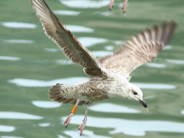 GULLS IN ONDARROA-Larus smithsonianus GULLS IN ONDARROA-Larus smithsonianus