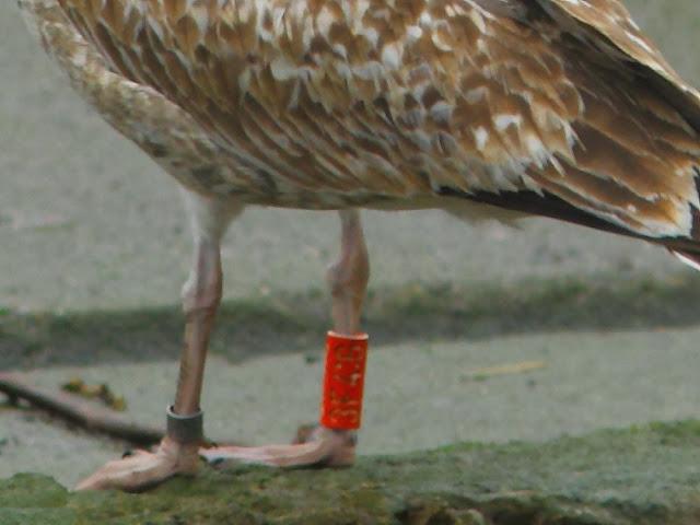 GULLS IN ONDARROA-Larus smithsonianus GULLS IN ONDARROA-Larus smithsonianus