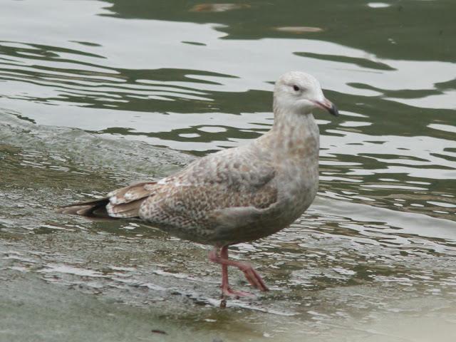 GULLS IN ONDARROA-Larus smithsonianus GULLS IN ONDARROA-Larus smithsonianus