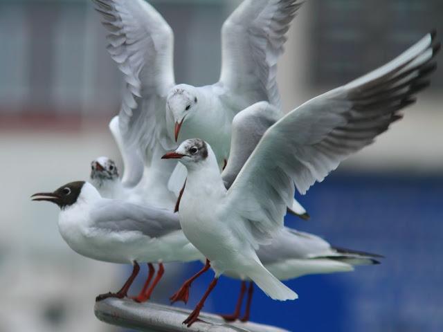 GULLS IN ONDARROA-Larus smithsonianus GULLS IN ONDARROA-Larus smithsonianus