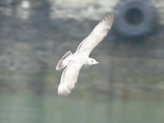 GULLS IN ONDARROA-Larus smithsonianus GULLS IN ONDARROA-Larus smithsonianus