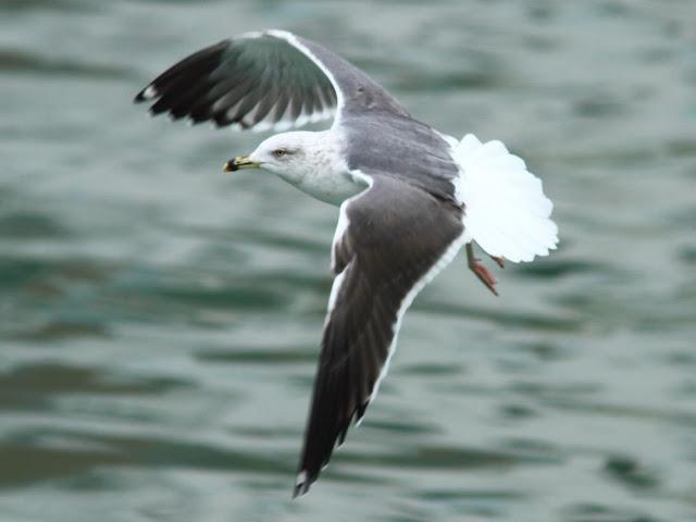 GULLS IN ONDARROA-Larus smithsonianus GULLS IN ONDARROA-Larus smithsonianus