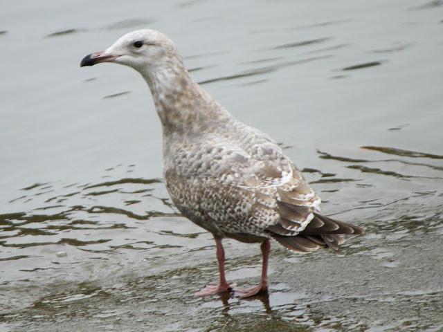 GULLS IN ONDARROA-Larus smithsonianus GULLS IN ONDARROA-Larus smithsonianus