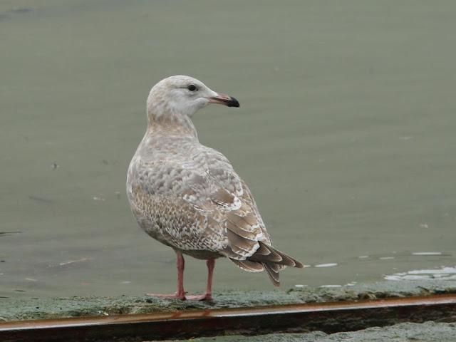 GULLS IN ONDARROA-Larus smithsonianus GULLS IN ONDARROA-Larus smithsonianus
