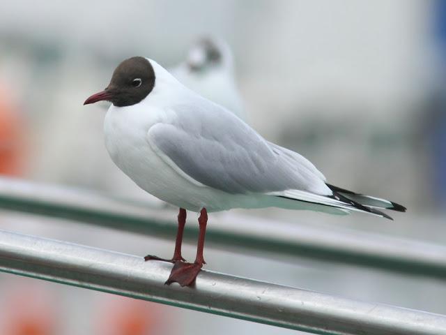 GULLS IN ONDARROA-Larus smithsonianus GULLS IN ONDARROA-Larus smithsonianus