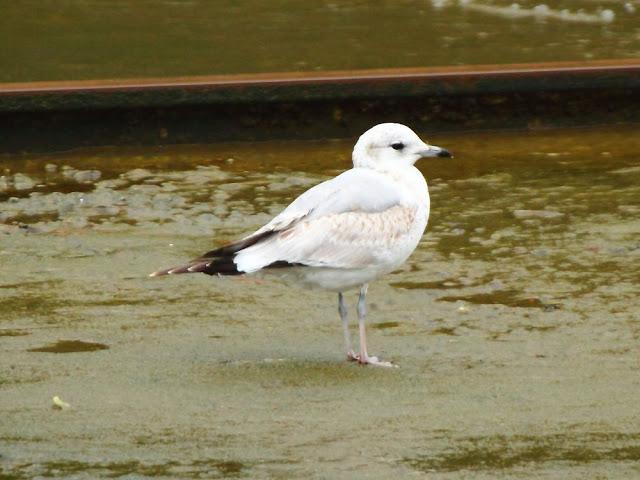 GULLS IN ONDARROA-Larus smithsonianus GULLS IN ONDARROA-Larus smithsonianus