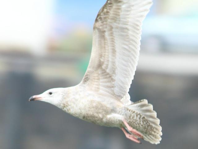 GULLS IN ONDARROA-Larus smithsonianus GULLS IN ONDARROA-Larus smithsonianus