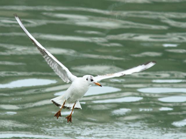 GULLS IN ONDARROA-Larus smithsonianus GULLS IN ONDARROA-Larus smithsonianus