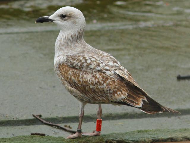 GULLS IN ONDARROA-Larus smithsonianus GULLS IN ONDARROA-Larus smithsonianus