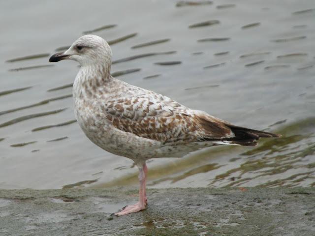 GULLS IN ONDARROA-Larus smithsonianus GULLS IN ONDARROA-Larus smithsonianus