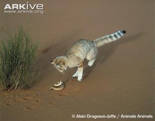 Felis Margarita Felis Margarita