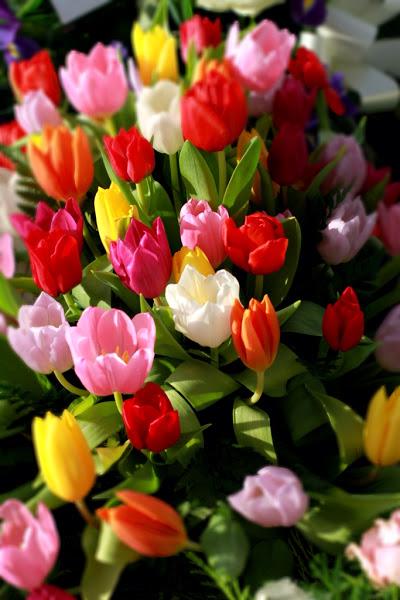 FLORES PARA MARZO.....EL TULIPAN FLORES PARA MARZO.....EL TULIPAN