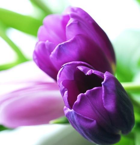 FLORES PARA MARZO.....EL TULIPAN FLORES PARA MARZO.....EL TULIPAN