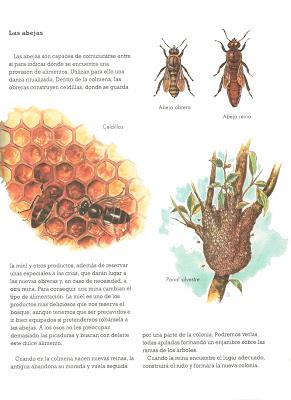 Educación ambiental, educación apícola.