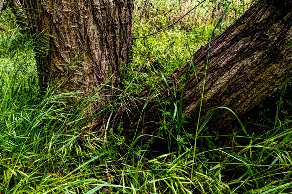 BOSQUE VERDE