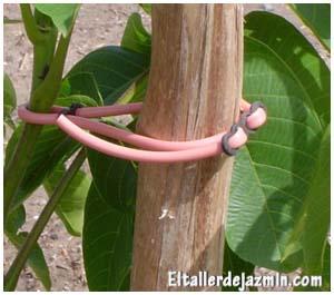 Jardinería: los árboles