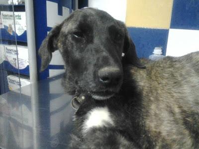 Cachorra cruce de mastin hembra, atropellada en un pueblo de Huelva muy urgente!