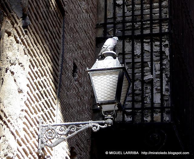 Urna de variadas razas Urna de variadas razas