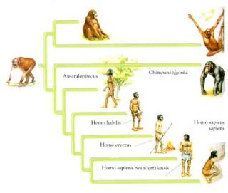 EL VIAJE MÁS EXTRAORDINARIO (EVOLUCIÓN DEL HOMBRE) ANA MARÍA MANCEDA