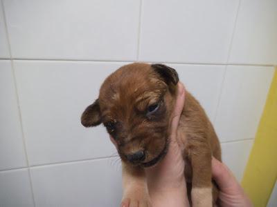 Mamá podenca parida en el barro y bajo la lluvia, sus 4 cachorros empapados y llenos de barro. Mamá podenca parida en el barro y bajo la lluvia, sus 4 cachorros empapados y llenos de barro.
