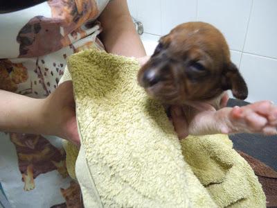 Mamá podenca parida en el barro y bajo la lluvia, sus 4 cachorros empapados y llenos de barro. Mamá podenca parida en el barro y bajo la lluvia, sus 4 cachorros empapados y llenos de barro.