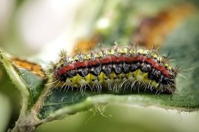 Los Zygaénidos (Lepidoptera) en Aragón Los Zygaénidos (Lepidoptera) en Aragón
