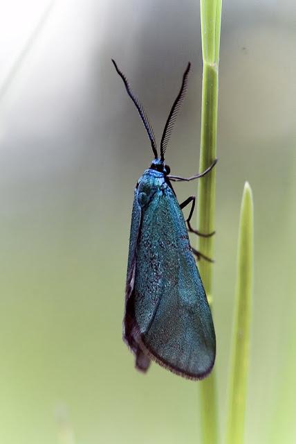 Los Zygaénidos (Lepidoptera) en Aragón Los Zygaénidos (Lepidoptera) en Aragón