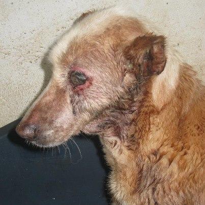 CASO MUY URGENTE, NECESITAMOS TU AYUDA!! Foto: CASO MUY URGENTE, NECESITAMOS TU AYUDA!! Hola a todos nuestros seguidores, volvemos con mas casos de maltrato, hoy presentamos a Kiki, esta viejita de 8 años ha sido rescatada de la perrera por nuestra Asociación, ayer jueves 7 de Marzo, una compañera y yo nos acercamos a la perrera para iniciar nuestro nuevo proyecto VIDA y realizar nuevamente fotos de los perros para paralizar el siguiente sacrificio que esta previsto aprox. en 20 días. Allí nos encontramos con Kiki, despojo de los cazadores, recogida por la perrera atropellada de un pueblo de la serranía de de Huelva - Manzanilla, la pobre viene llena de bichos, desnutrida, con un golpe del atropello en cadera, ojo podrido e infectado y encharcada por la lluvia y se ve que sus 8 años, harta de parir, ahora esta con nosotros, pero necesitamos ayuda económica para ella, la tenemos ingresada con sueroterapia y le hemos hecho un perfil general de bioquímica, hemograma y análisis de 5 enfermedades endémicas, también le tenemos que realizar radiografía de cadera y por supuesto, operarla en una semana de la evacuación de su ojo izquierdo. Por favor, necesitamos padrino/madrina para ella, para poder ir manteniendo sus gastos mensualmente y ayuda económica para poder afrontar los gastos veterinarios y un ALMA CARITATIVA QUE LA QUIERA ADOPTAR, es muy buena y noble, la pobre se deja hacer de todo. Dejamos nuestros números de cuenta para las personas que quieran colaborar en ayudar a Kika, colocar en el ingreso o transferencia KIKA. DONACIONES: N.C.C. Sabadell: 0081 5293 01 0001042606 Extranjero: IBAN/BIC: ES92 0081 5293 01 0001042606/BSAB ESBB PAYPAL: paypal@asociacionnaturalia.org INFORMACIÓN: info@asociacionnaturalia.org