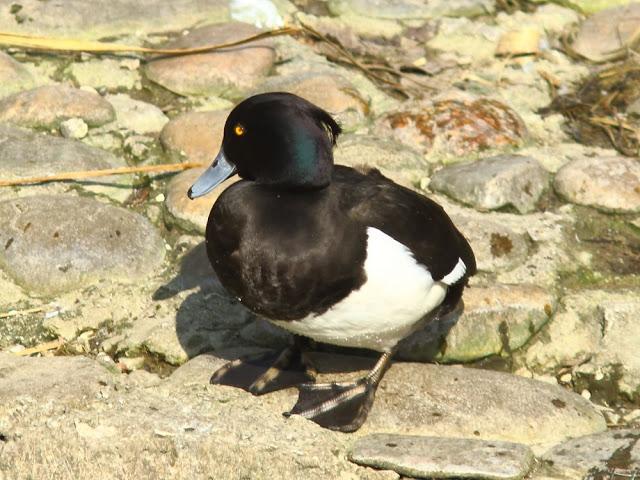 A walk in the park-Un paseo por el parque A walk in the park-Un paseo por el parque