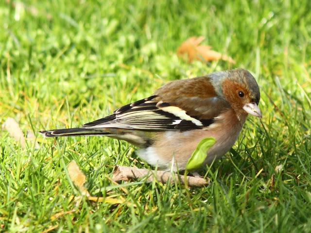 A walk in the park-Un paseo por el parque A walk in the park-Un paseo por el parque