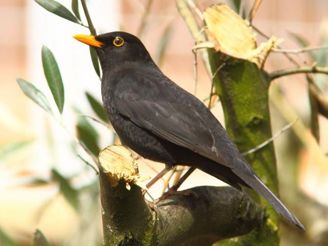 A walk in the park-Un paseo por el parque A walk in the park-Un paseo por el parque