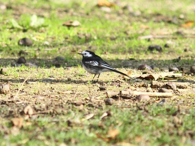 A walk in the park-Un paseo por el parque A walk in the park-Un paseo por el parque