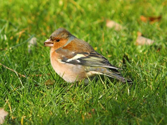 A walk in the park-Un paseo por el parque A walk in the park-Un paseo por el parque