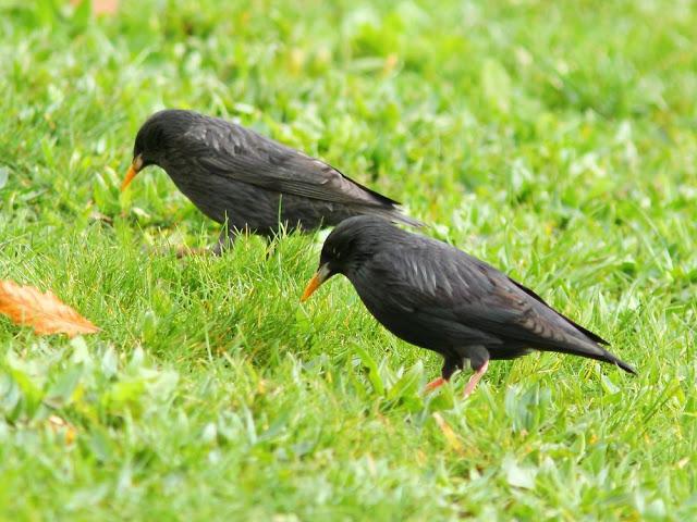 A walk in the park-Un paseo por el parque A walk in the park-Un paseo por el parque