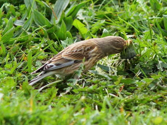 A walk in the park-Un paseo por el parque A walk in the park-Un paseo por el parque