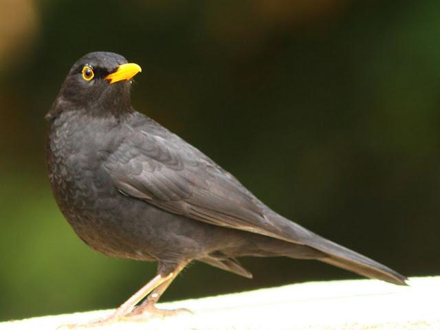 A walk in the park-Un paseo por el parque A walk in the park-Un paseo por el parque