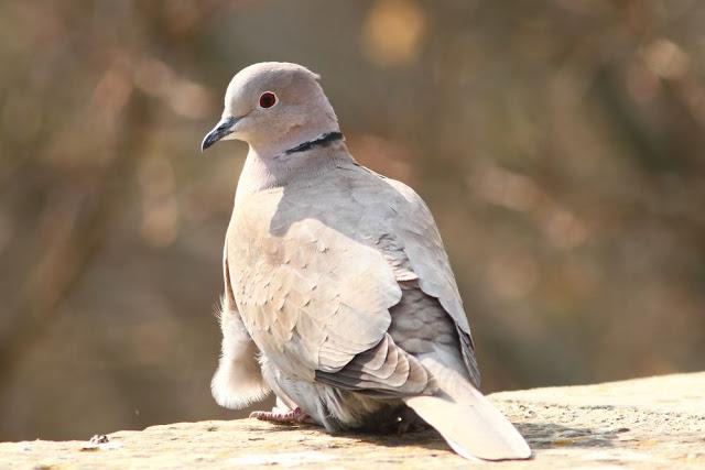 A walk in the park-Un paseo por el parque A walk in the park-Un paseo por el parque