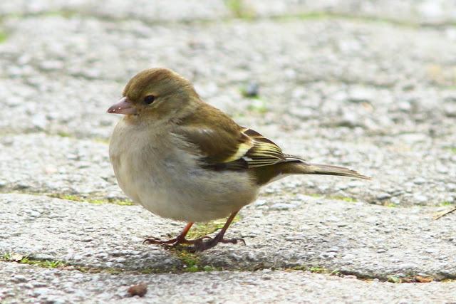 A walk in the park-Un paseo por el parque A walk in the park-Un paseo por el parque