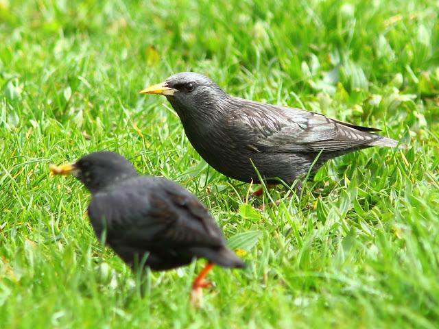 A walk in the park-Un paseo por el parque A walk in the park-Un paseo por el parque