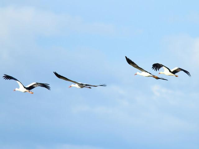 A walk in the park-Un paseo por el parque A walk in the park-Un paseo por el parque