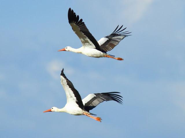 A walk in the park-Un paseo por el parque A walk in the park-Un paseo por el parque